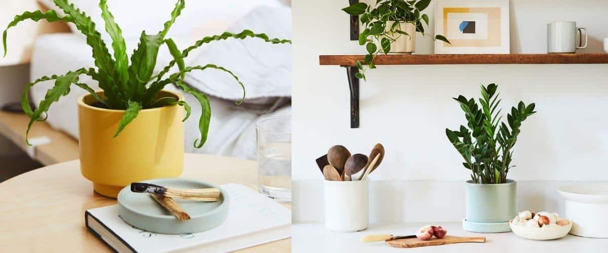 the best house plants for your zodiac sign by the astrotwins and the sill